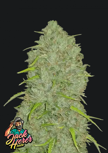 Jack Herer Auto-Cannabissamen Fast Buds.png